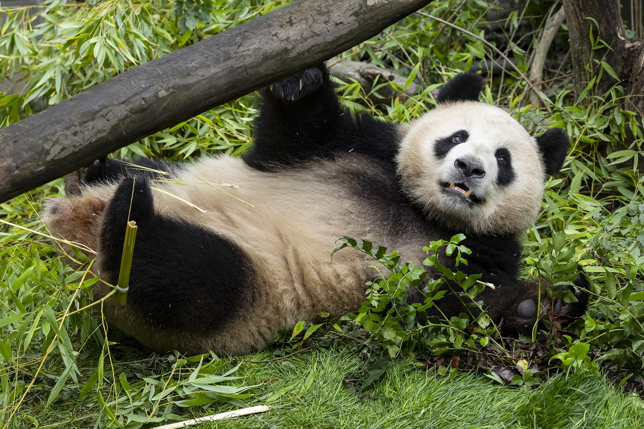 337592 This photo provided by the San Diego Zoo Wildlife Alliance shows a giant panda Xin Bao (pronounced