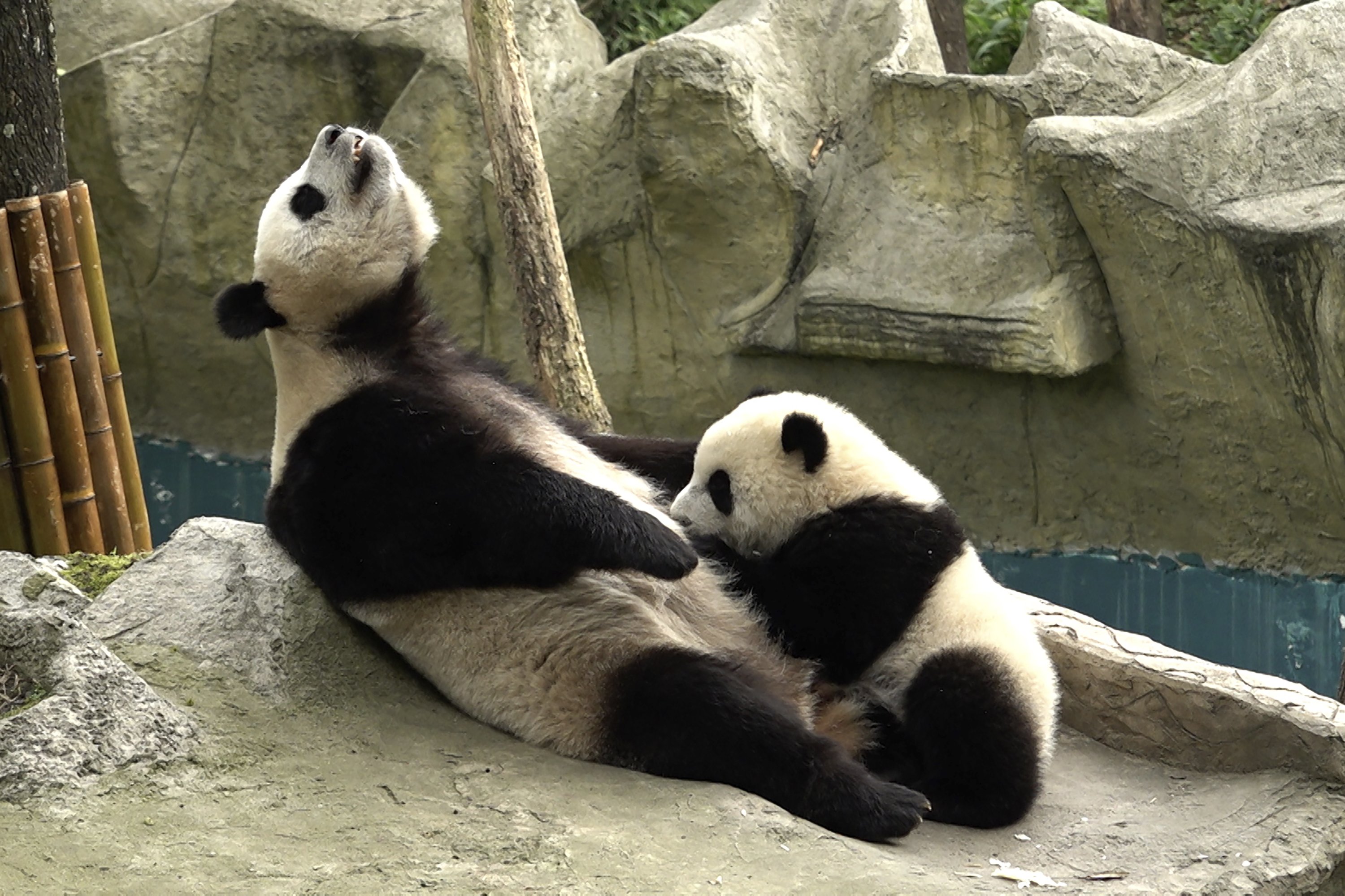 337596 Female Giant Panda Ran Ran positions herself to nurse her cub at the Bifengxia Panda Base of the China Conservation and Research Center for the Giant Panda in Ya'an, southwest Sichuan Province, China, June 12, 2024. (AP Photo)
