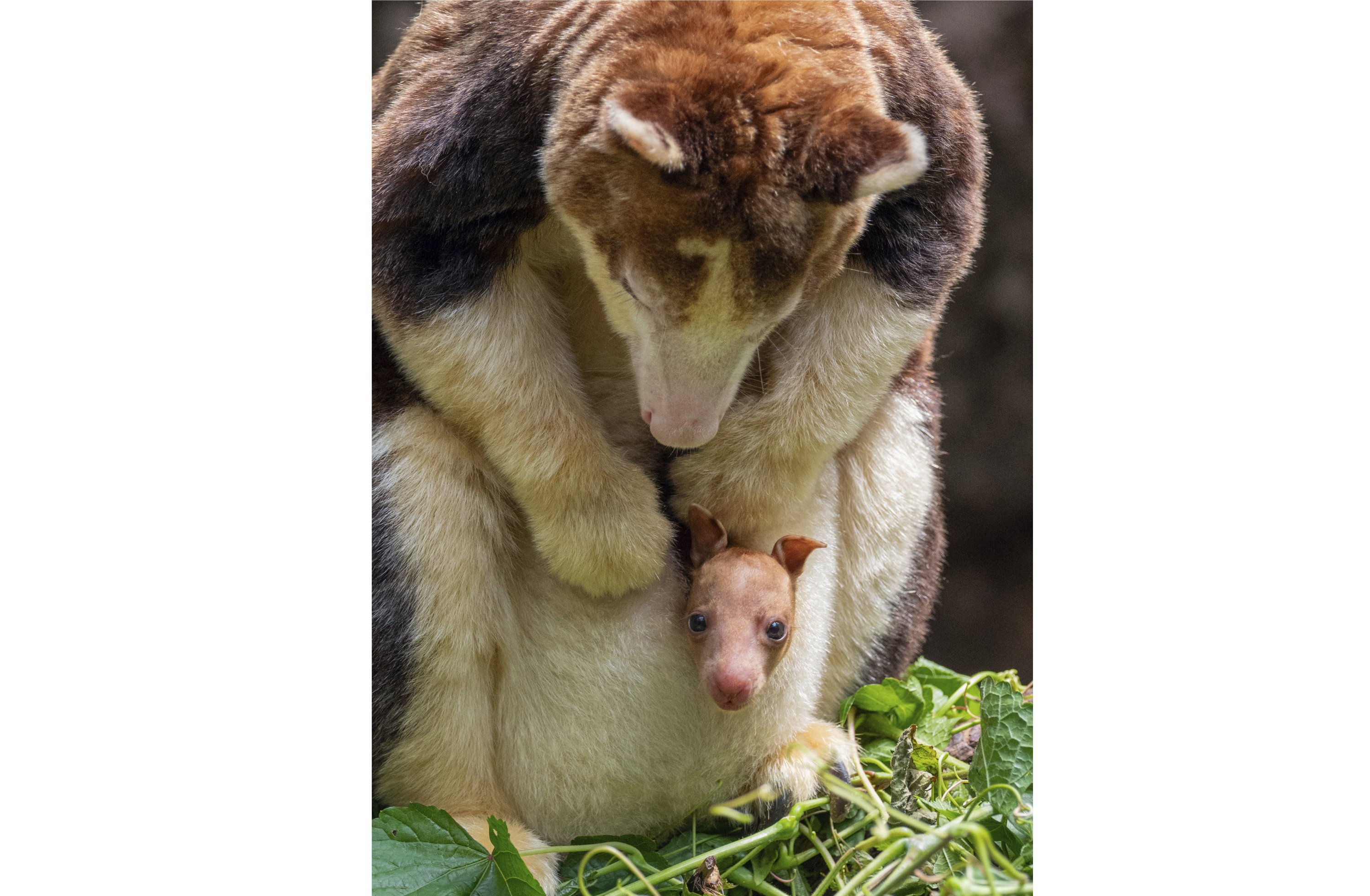 337847 This photo, provided by the Wildlife Conservation Society, shows a Matschie's tree kangaroo joey that made its first appearance from its mother's pouch at New York's Bronx Zoo, U.S., July 18, 2024. (AP Photo)