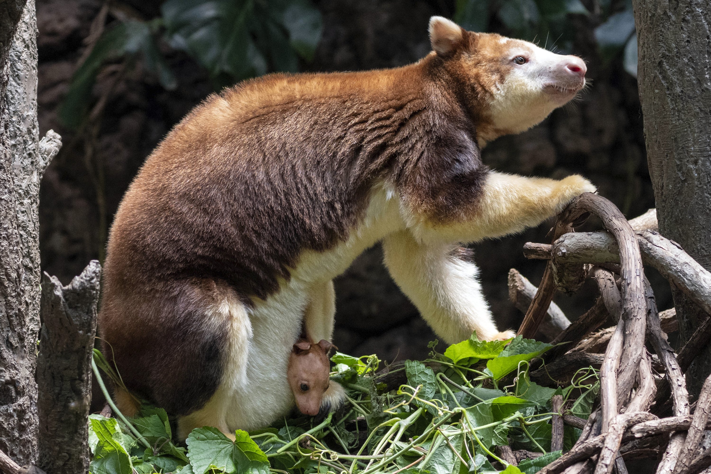 337848 This photo, provided by the Wildlife Conservation Society, shows a Matschie's tree kangaroo joey that made its first appearance from its mother's pouch at New York's Bronx Zoo, U.S., July 18, 2024. (AP Photo)