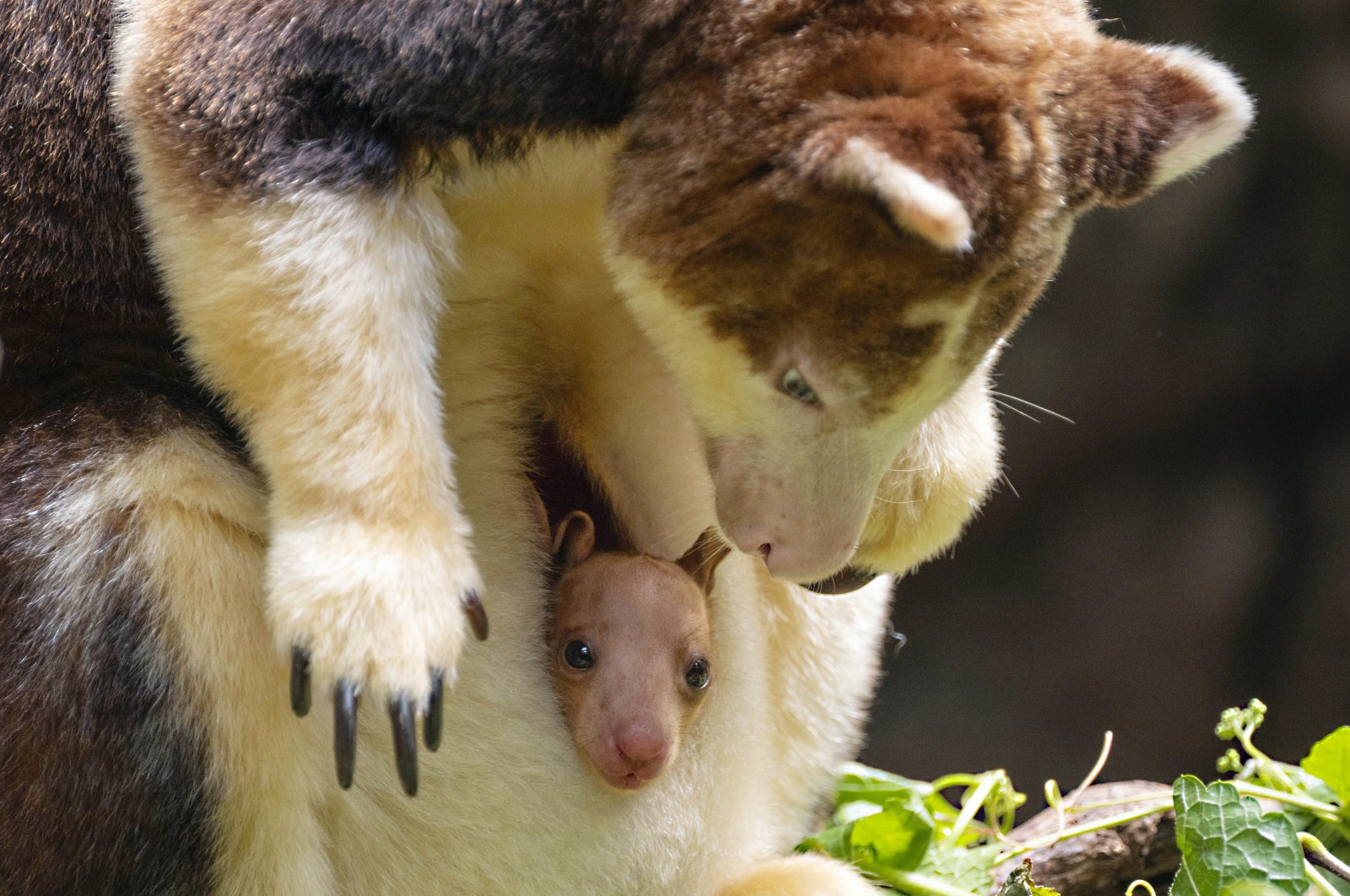 This photo, provided by the Wildlife Conservation Society, shows a Matschie's tree kangaroo joey that made its first appearance from its mother's pouch at New York's Bronx Zoo, U.S., July 18, 2024. (AP Photo)