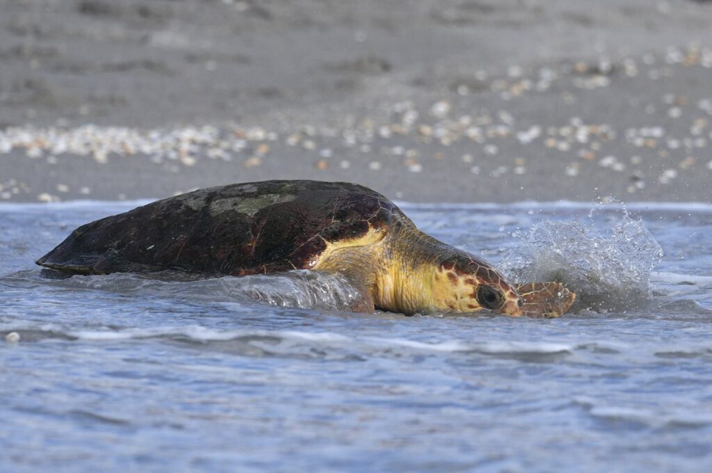 Willow, a subadult loggerhead sea turtle, makes her way back into the ocean after being treated at the Loggerhead Marinelife Center, Juno Beach, Florida, Aug. 21, 2024. (AP Photo)