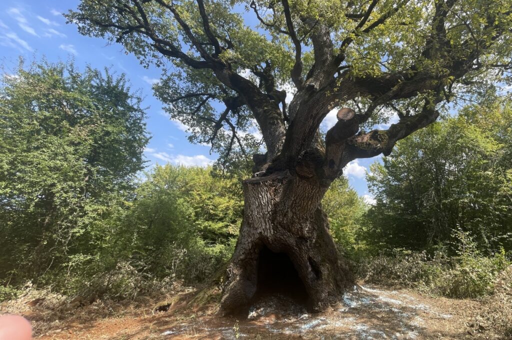 Türkiye's oldest oak tree located in Mengen district of Bolu, Türkiye, Aug. 28, 2024. (AA Photo)