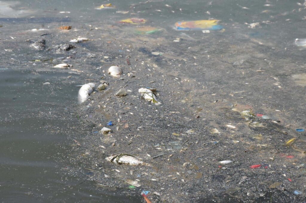 Dead fish float in the dirty water of Izmir bay, Izmir, western Türkiye, Aug. 24, 2024. (DHA Photo)