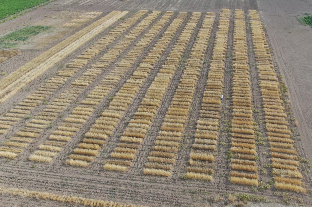 New wheat varieties grow in Sivas, Türkiye, Sept. 24, 2024. (IHA Photo)