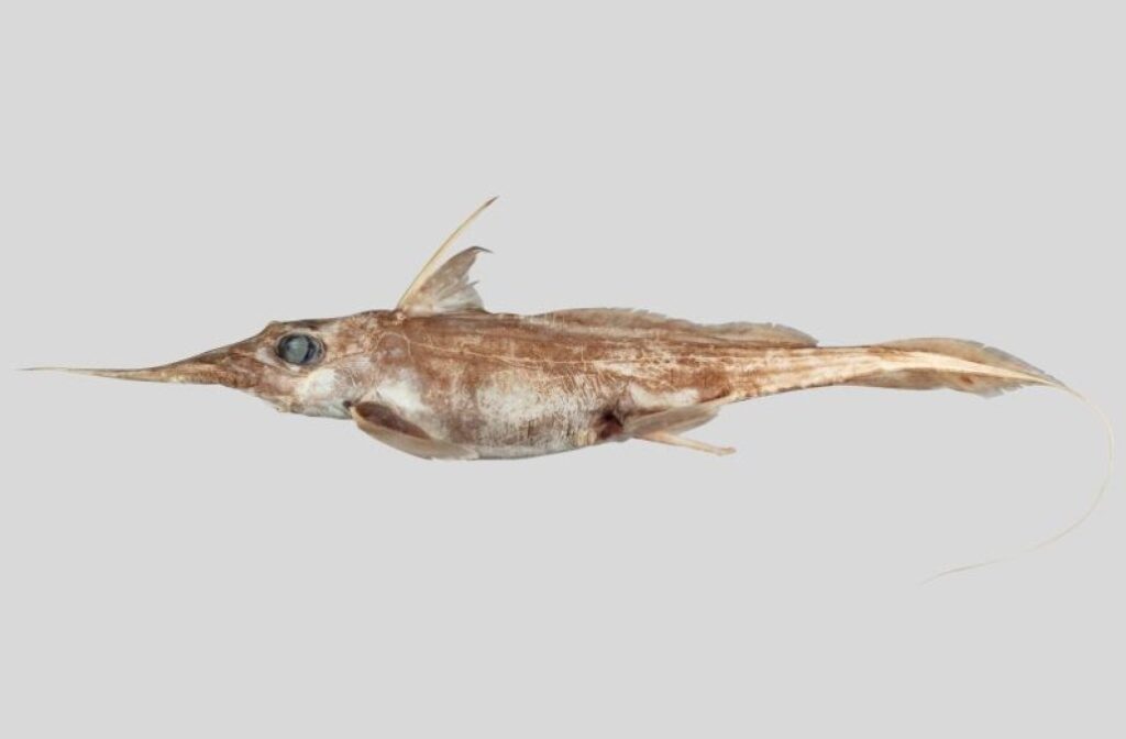 The newly described Australasian narrow-nosed spookfish. (Courtesy of National Institute of Water and Atmospheric Research)