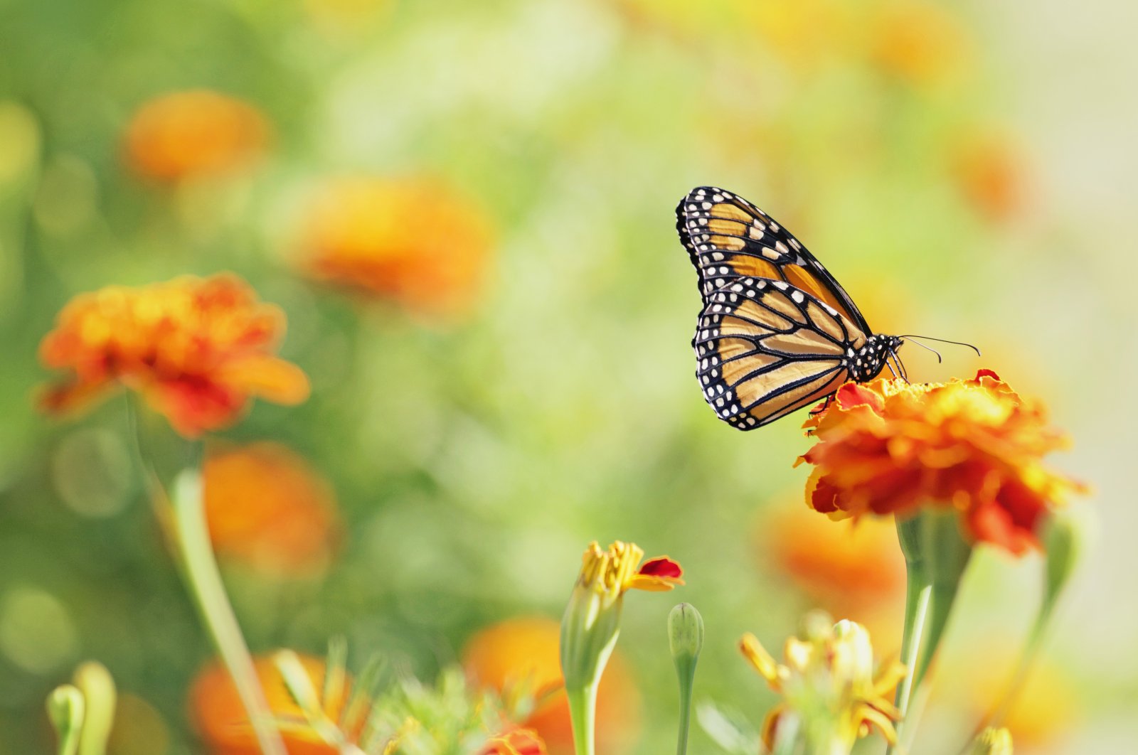 Conservationists raise alarms over a "butterfly emergency," as the latest U.K. citizen science survey reports the lowest numbers on record. (Getty Images)