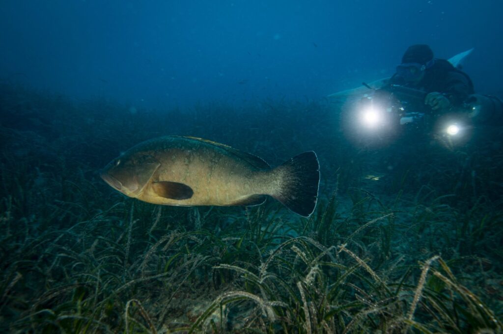 A diver conducts underwater conservation efforts for endangered grouper fish off Karaburun, İzmir, western Türkiye, Sept. 29, 2024. (AA Photo)