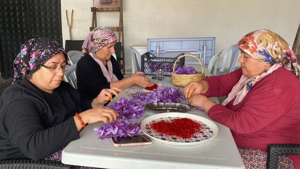 Women diligently work on saffron flowers, Safranbolu, Türkiye, Oct. 13, 2024. (DHA Photo)