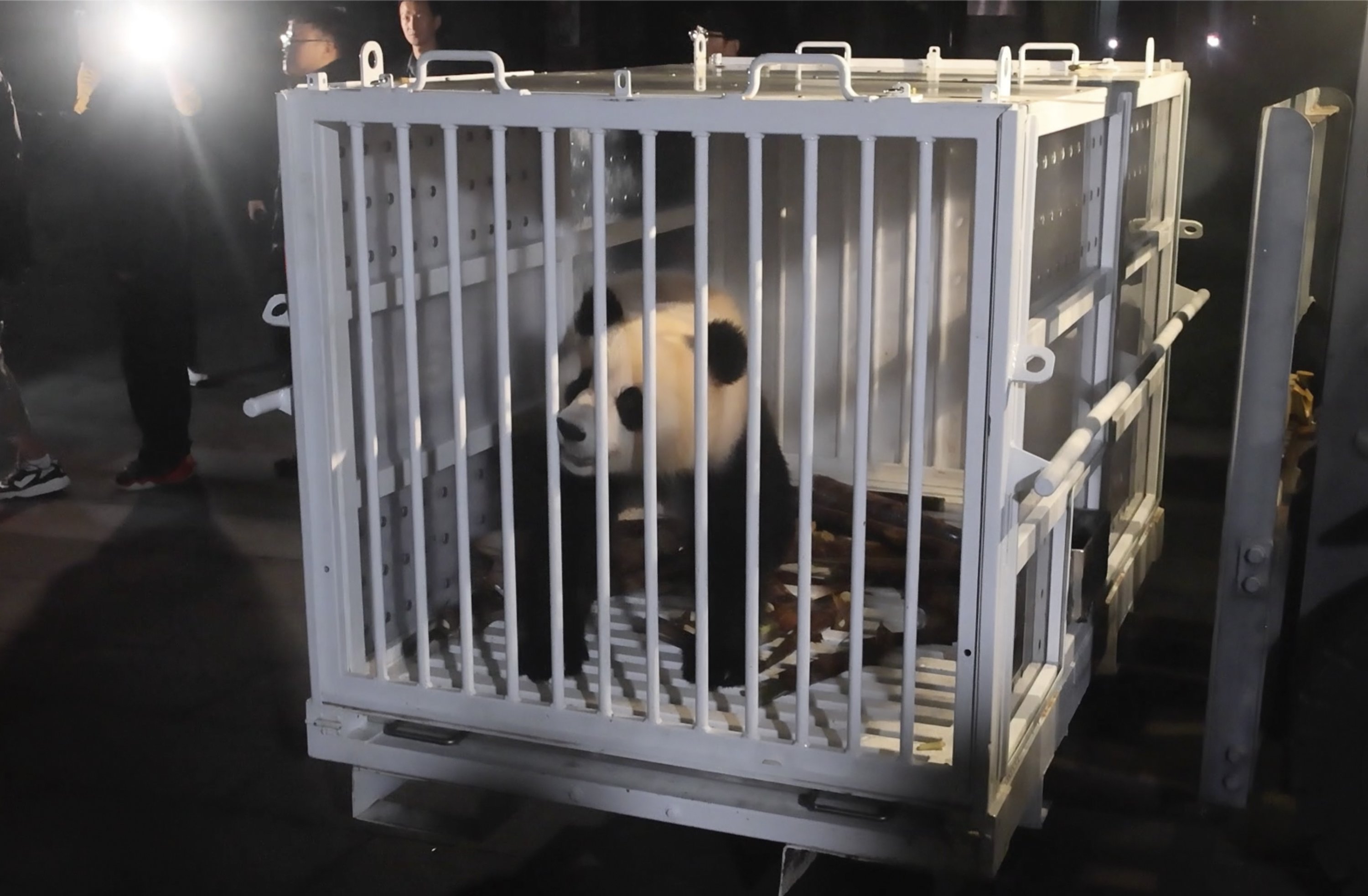 350514 Female giant panda Qing Bao is prepared for transport from the Dujiangyan Base of the China Conservation and Research Center for the Giant Panda in southwestern Sichuan province, China, Oct. 14, 2024. (AP Photo)