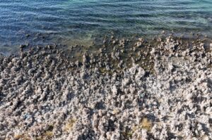 Microbialites emerge along the shores of Van Lake as water levels decline in Bitlis, Türkiye, Oct. 22, 2024. (DHA Photo)