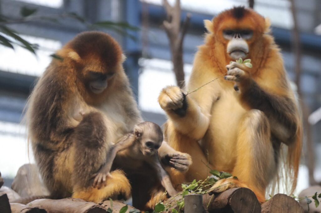 Sichuan's Golden Snub-nosed monkeys, Qi Qi and Le Le with her baby, at Ocean Park in Hong Kong, China, May 20, 2017. (Getty Images)