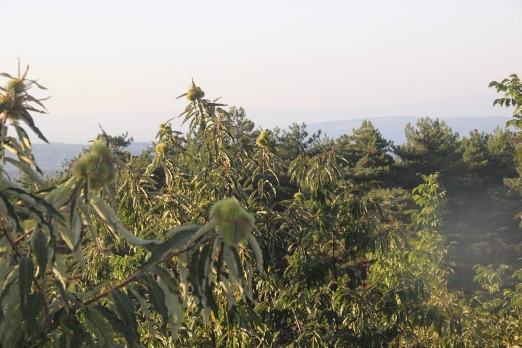 Chestnut trees in the natural forests of Çanakkale, Türkiye, Oct. 28, 2024. (IHA Photo)