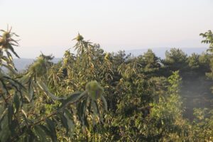 Chestnut trees in the natural forests of Çanakkale, Türkiye, Oct. 28, 2024. (IHA Photo)