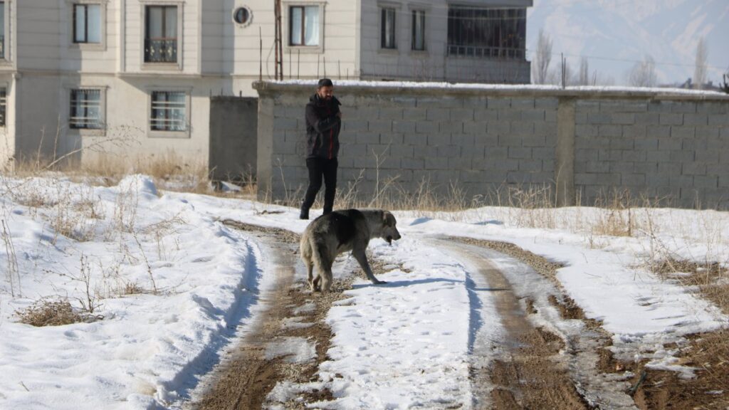 Authorities round up stray dogs following the death of 12-year-old Eslem Teker in Yüksekova, Hakkari, southeastern Türkiye, Jan. 19, 2025. (AA Photo)
