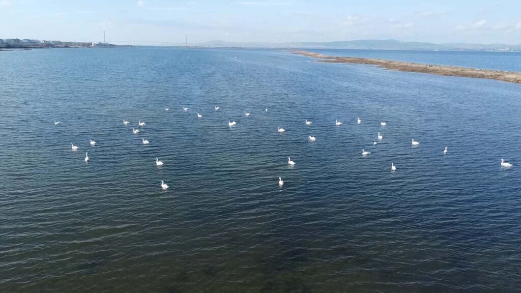 Birds observed in wetlands during the 2025 Winter Mid-Season Waterfowl Census, Çanakkale, Türkiye, Jan. 30, 2025. (DHA Photo)