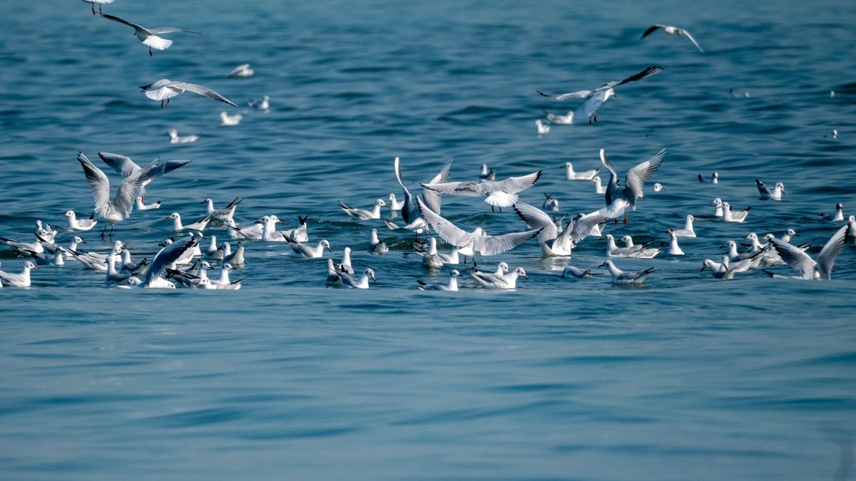 Seagulls fly over the sea as birdwatchers and photographers gather to observe them, Mersin, southern Türkiye, Feb. 4, 2025. (AA Photo)