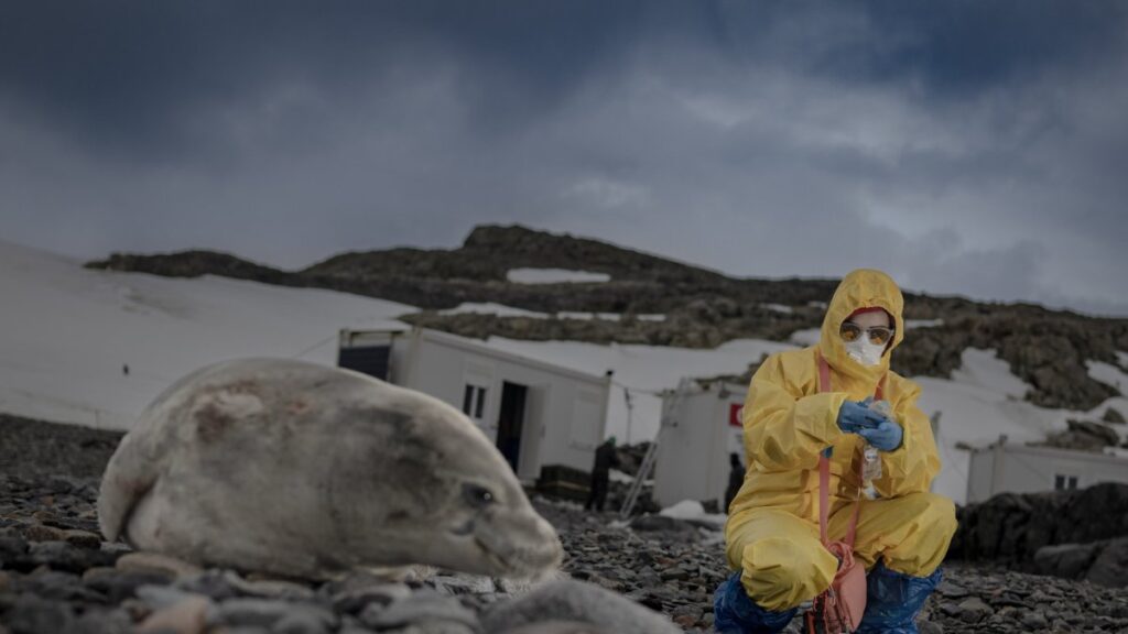 A researcher of Türkiye’s 9th National Antarctic Science Expedition collects a sample from a seal on Horseshoe Island, Antarctica, Feb. 26, 2025. (AA Photo)