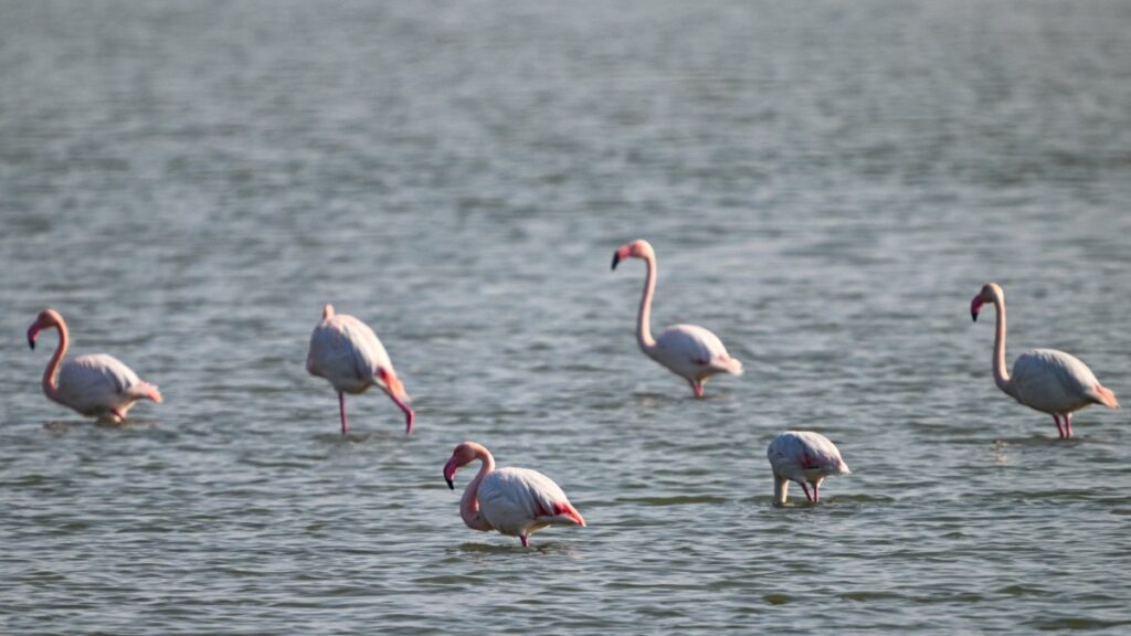 Flamingos in the wetlands of the Eastern Mediterranean, Adana, Türkiye, March 1, 2025. (AA Photo)