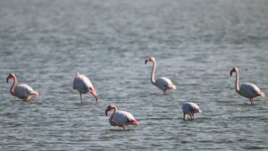 Flamingos in the wetlands of the Eastern Mediterranean, Adana, Türkiye, March 1, 2025. (AA Photo)