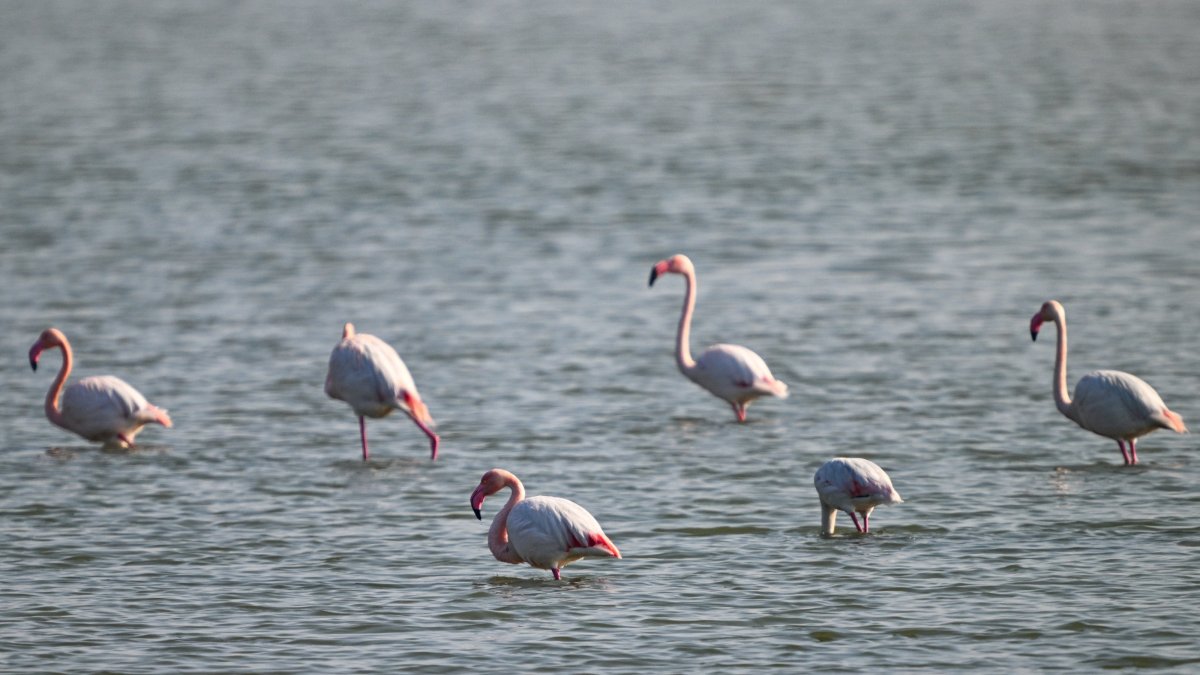 Flamingos in the wetlands of the Eastern Mediterranean, Adana, Türkiye, March 1, 2025. (AA Photo)