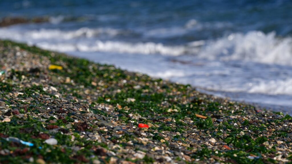 Green seaweed growth increases along the shores due to rising nitrogen and phosphorus levels in the water, Izmir Bay, Türkiye, Feb. 5, 2025. (AA Photo)
