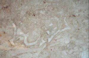 The report also emphasized that the figures forming the Arabic word "Bismillah" on the slab were formed completely "normally" in nature and were a part of the original texture of the stone. (Sabah Photo)