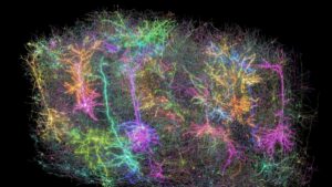 This image provided by the Allen Institute on April 8, 2025, shows a digital representation of neurons in a section of a mouse's brain, part of a project to create the largest map to date of brain wiring and function, in Seattle, Washington, U.S. (AP Photo)