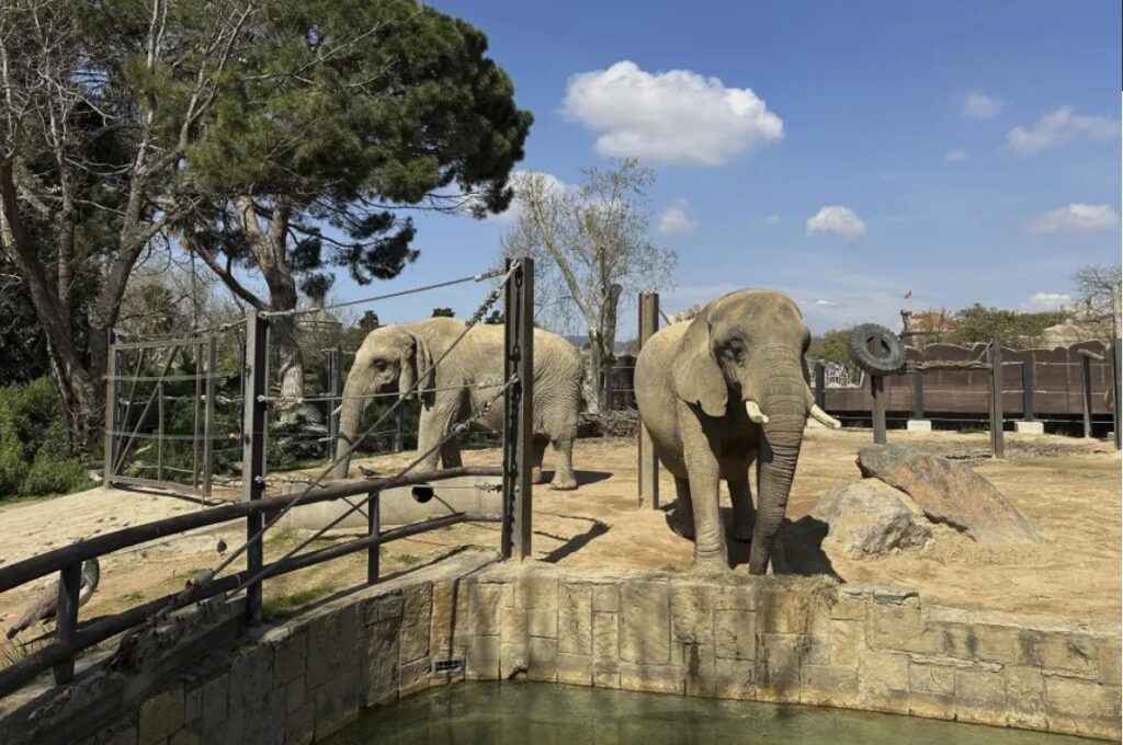 Two old African elephants Bully, left, and Susi, stand inside the Barcelona Zoo in Spain, March 27, 2025. (AP Photo)