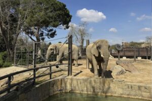 Two old African elephants Bully, left, and Susi, stand inside the Barcelona Zoo in Spain, March 27, 2025. (AP Photo)