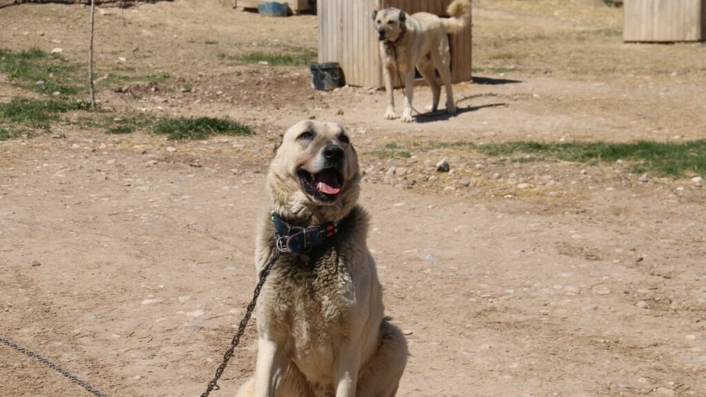 A Kangal dog sits in the sun, Sivas, Türkiye, April 20, 2025. (IHA Photo)