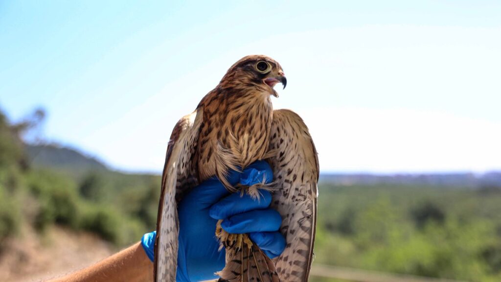 One of the rehabilitated kestrels prepares to return to its natural habitat, Antalya, Türkiye, June 20, 2025. (AA Photo)