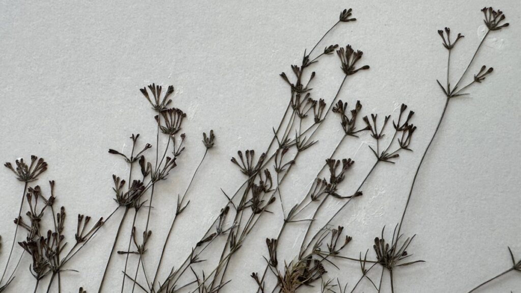 Newly discovered endemic plant species “Paphlagonian rush” is introduced to science by a research team from Bartın University, Bartın, Türkiye, June 22, 2025. (AA Photo)