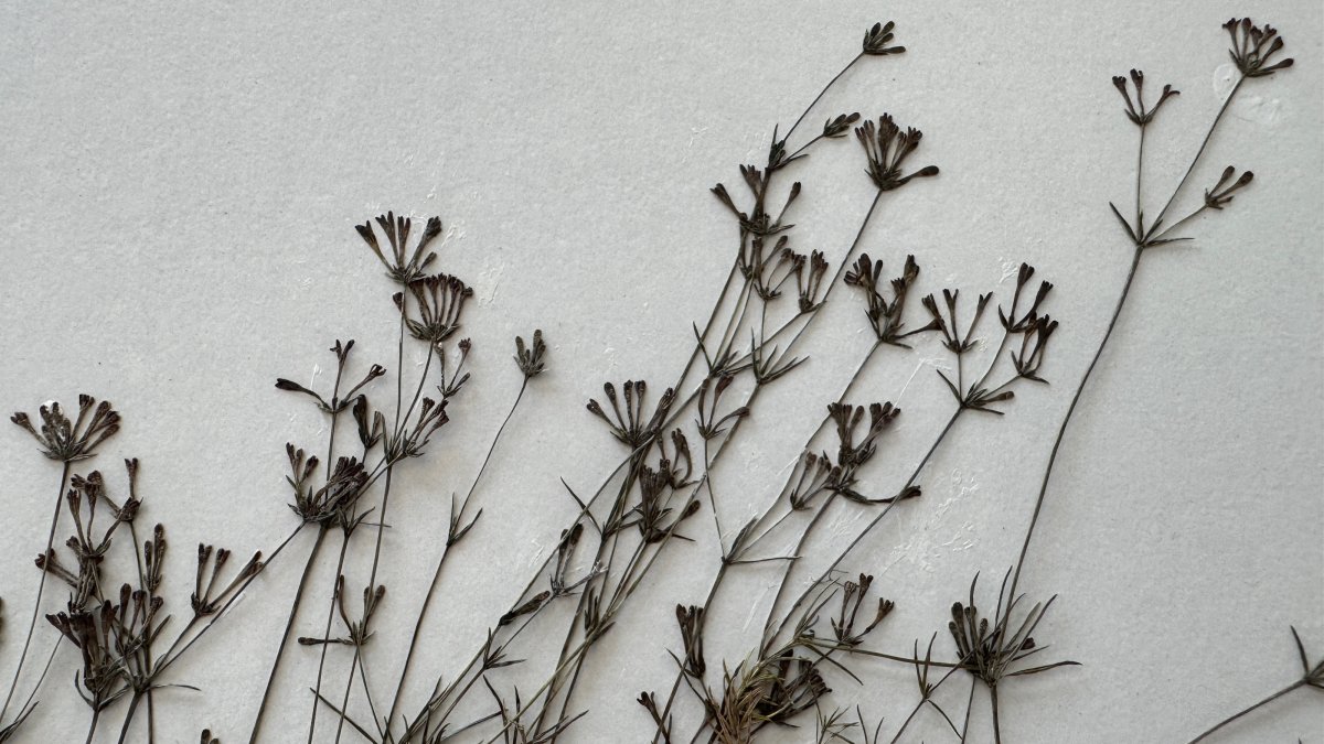 Newly discovered endemic plant species “Paphlagonian rush” is introduced to science by a research team from Bartın University, Bartın, Türkiye, June 22, 2025. (AA Photo)