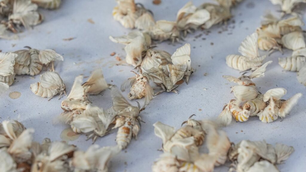 Silkworms are carefully nurtured at the Bursa production facility, essential for sustaining Türkiye’s historic silk industry, Bursa, Türkiye, July 8, 2025. (AA Photo)