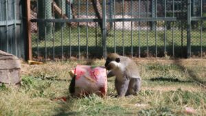 A monkey enjoys a refreshing icy fruit cocktail made of seasonal fruits at Anadolu Harikalar Diyarı Zoo, Kayser, Türkiye, July 27, 2025. (DHA Photo)
