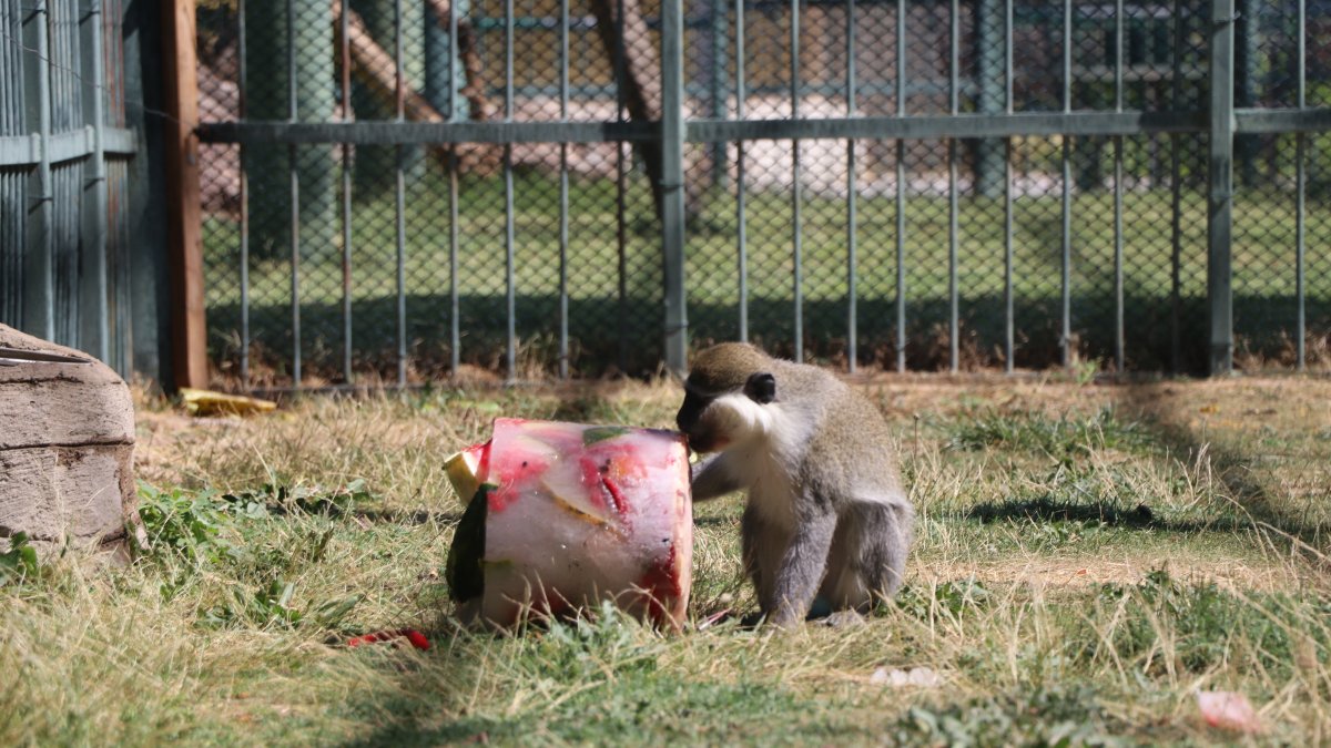A monkey enjoys a refreshing icy fruit cocktail made of seasonal fruits at Anadolu Harikalar Diyarı Zoo, Kayser, Türkiye, July 27, 2025. (DHA Photo)