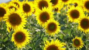 A view of sunflowers in Tekirdağ, Türkiye, July 26, 2025 (AA Photo)