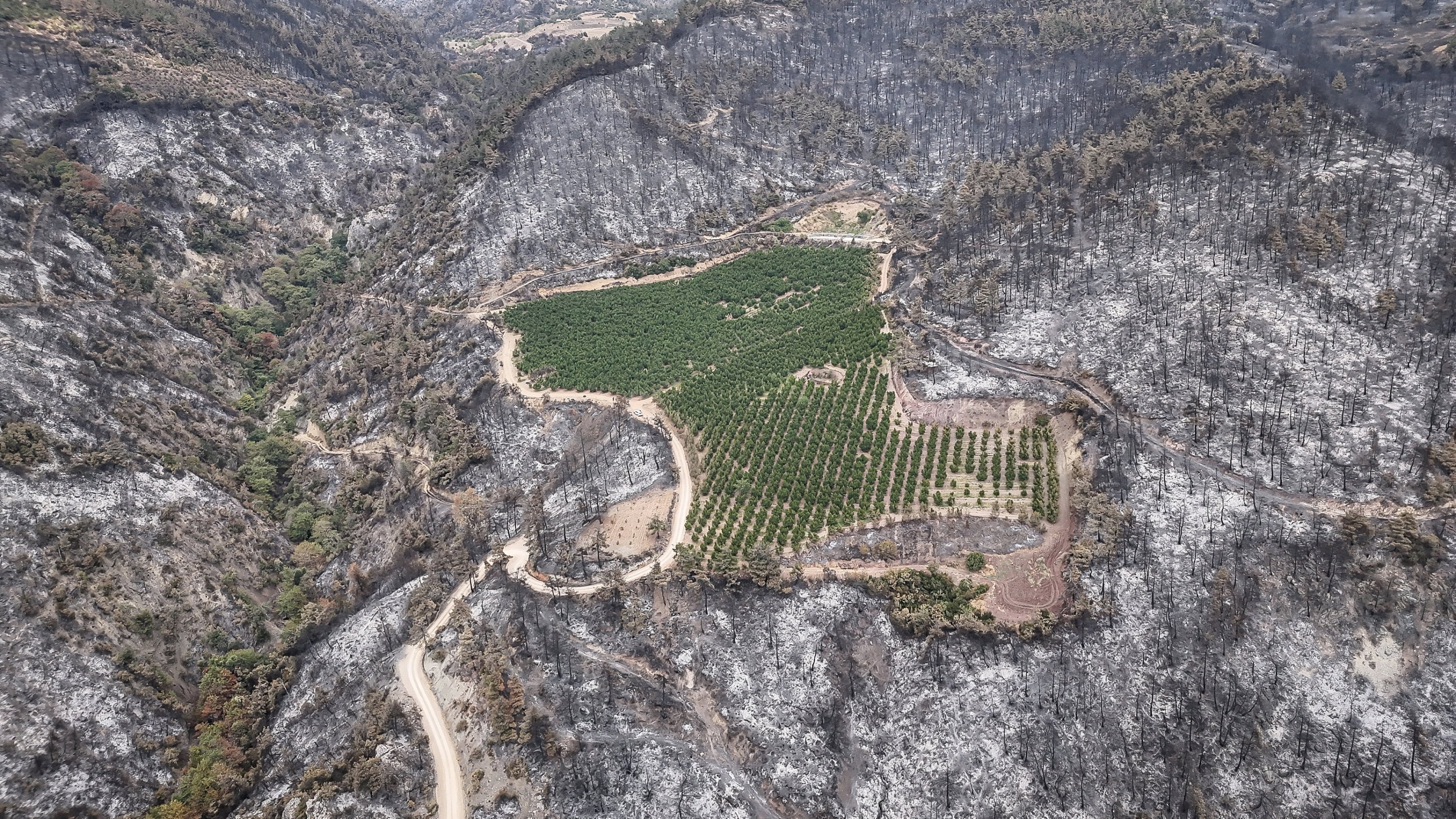 394210 A 48-decare nectarine orchard remains green amid the surrounding scorched forest between Gürsu and Kestel districts in Bursa, Türkiye, July 30, 2025. (AA Photo)