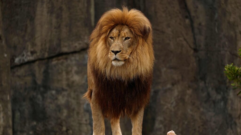 A lion stands in its enclosure at the San Francisco Zoo in San Francisco, California, U.S., July 22, 2025. (AFP Photo)