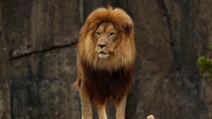 A lion stands in its enclosure at the San Francisco Zoo in San Francisco, California, U.S., July 22, 2025. (AFP Photo)