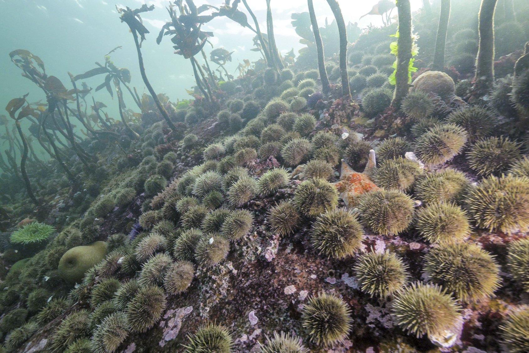 395156 In this photo provided by the Hakai Institute, with a lack of predatory sunflower sea stars, sea urchins proliferate in Hakai Pass, British Columbia, Canada, in 2019. (AP Photo)
