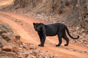 A zoo in Denmark has found itself in hot water after sending out an appeal on social media for animals to feed their predators. (Shutterstock Photo)