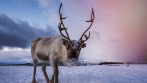 A curious reindeer, Tromso region, northern Norway. (Shutterstock Photo)