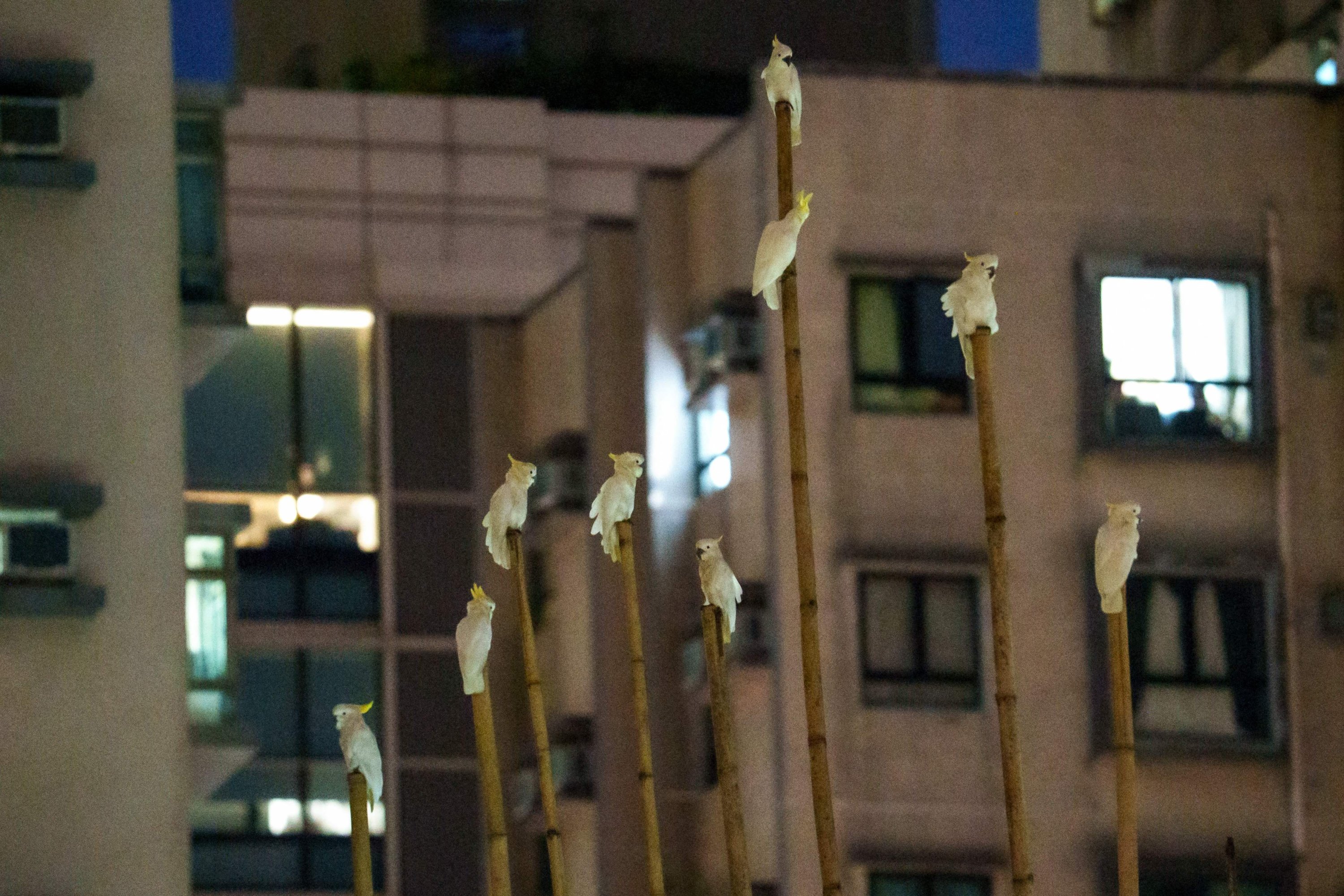 397351 A group of yellow-crested cockatoos rests atop bamboo scaffolding on a building in the Sai Ying Pun neighborhood of Hong Kong, China, July 30, 2025. (AFP Photo)