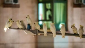 This picture shows several yellow-crested cockatoos resting atop a light pole in the Sai Ying Pun neighborhood, Hong Kong, China, July 30, 2025. (AFP Photo)