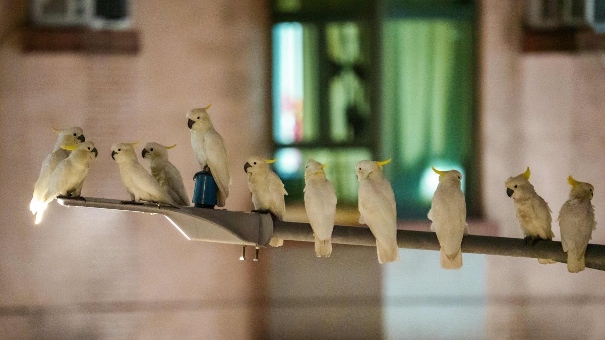 This picture shows several yellow-crested cockatoos resting atop a light pole in the Sai Ying Pun neighborhood, Hong Kong, China, July 30, 2025. (AFP Photo)